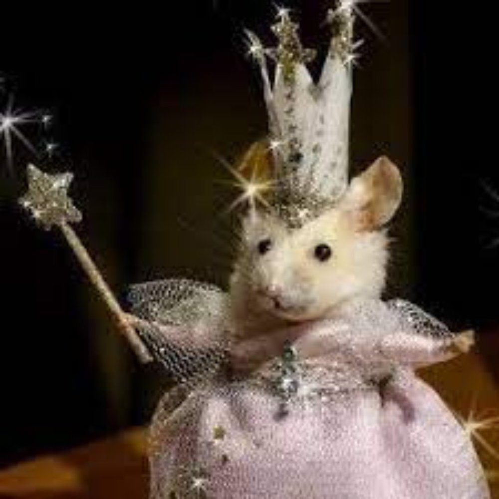 Meet your Posher, Kylee